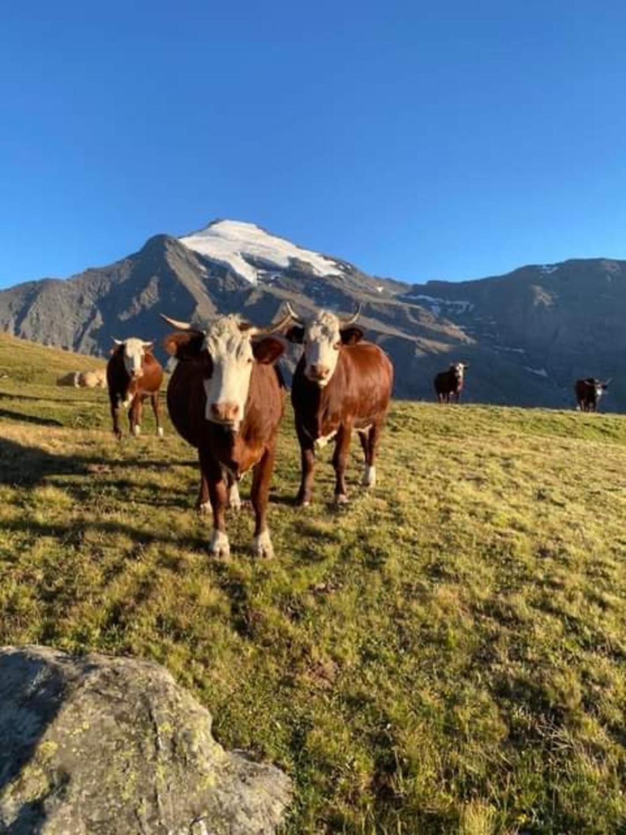 "L'Ancolie" Appartement De Charme 4 Personnes A Val Cenis Termignon Luaran gambar